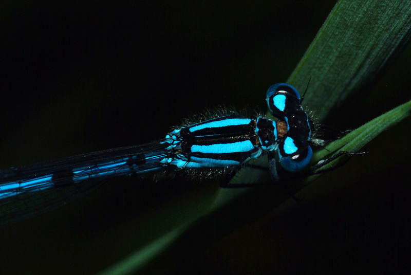 Libellula di Ortanella (LC)